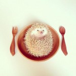 cute-hedgehog-darcy-darcytheflyinghedgehog-19