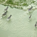 Aerial Photos of Botswana Wildlife-9
