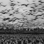 Black and White Photography by Guy Cohen-6