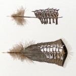 Feather Marvels by Chris Maynard