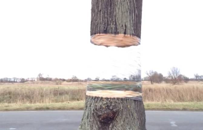 Hovering Tree Illusion