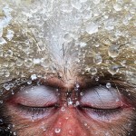 Japanese macaque, Nagano Prefecture, Japan