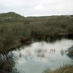 Synchronized Swimming Photography-4