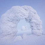 Trees Frozen in Subzero Temperatures3