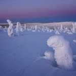 Trees Frozen in Subzero Temperatures4