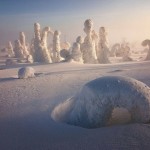 Trees Frozen in Subzero Temperatures5