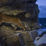 45 Cougars by Steve Winter