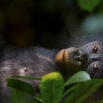 47 Bonobos our unknown cousins by Christian Ziegler