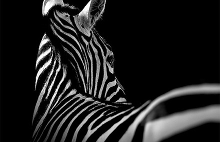 Black & White Animals Portraits