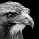 Animal 6