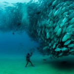 Fish Tornado 1