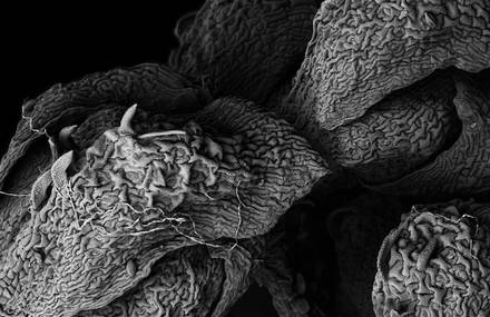 Decaying plants captured with a Scanning Electron Microscope.