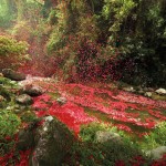 A rain of flowers for sony bravia 3