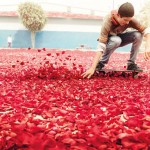 A rain of flowers for sony bravia 4