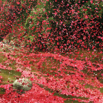 A rain of flowers for sony bravia 5