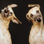 Dog Portraits by Elke Vogelsang1