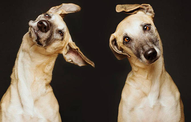 Dog Portraits by Elke Vogelsang