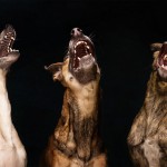 Dog Portraits by Elke Vogelsang10