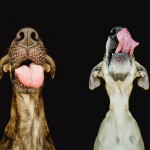 Dog Portraits by Elke Vogelsang2