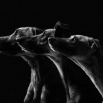 Dog Portraits by Elke Vogelsang3