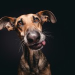 Dog Portraits by Elke Vogelsang5