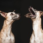 Dog Portraits by Elke Vogelsang6