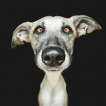 Dog Portraits by Elke Vogelsang7