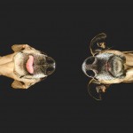 Dog Portraits by Elke Vogelsang8
