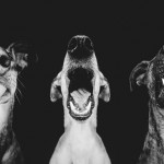 Dog Portraits by Elke Vogelsang9