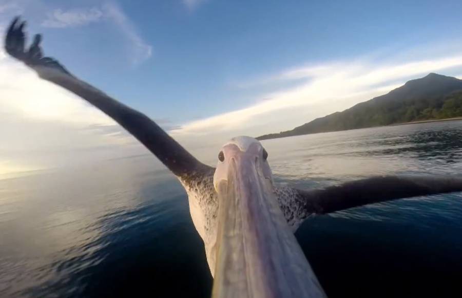 GoPro – Pelican Learns To Fly
