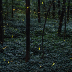 Timelapse Scenes of Swarming Fireflies  1