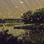 Timelapse Scenes of Swarming Fireflies  2