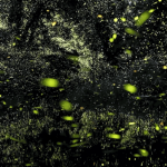 Timelapse Scenes of Swarming Fireflies  3