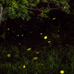 Timelapse Scenes of Swarming Fireflies  4