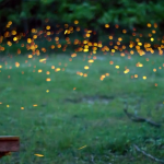 Timelapse Scenes of Swarming Fireflies  5