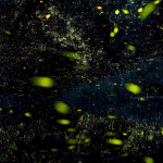 Timelapse Scenes of Swarming Fireflies  7