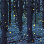 Timelapse Scenes of Swarming Fireflies  8