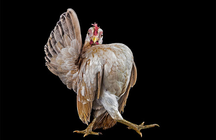 Chicken Bizarre Beauty Photography