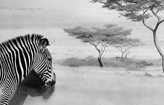 Black And White Animals Photography