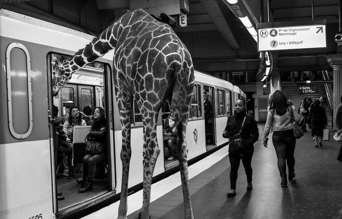 Wild Animals Stuck in Subway
