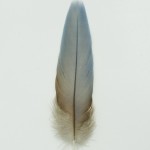 1-australianfeathers8