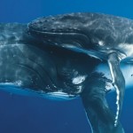 Life-Size Photography of Whales