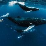 Models Underwater Shoot with Whales