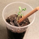 Sprout A Pencil That Grows 8