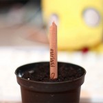 Sprout A Pencil That Grows 9