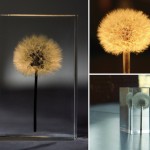 dandelionlight-6