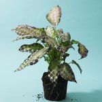 floralpatterns-4