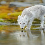 naturfotograf2014-7