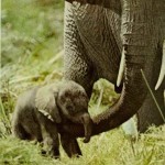 10-An elephant in Kenya Amboseli Game Reserve-Feb1972 10-An elephant in Kenya Amboseli Game Reserve-Feb1972