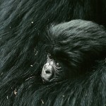 11-Newborn mountain gorilla in its mothers arms-March1992 11-Newborn mountain gorilla in its mothers arms-March1992